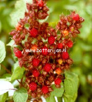 Rubus phoenicolasius