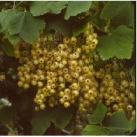 Ribes rubrum 'Blanka'