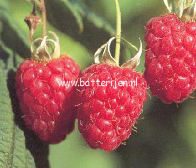 Rubus idaeus 'Schoenemann' (88537)