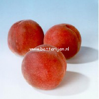 Prunus persica 'Pink Peachy'