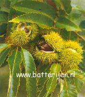 Castanea sativa