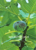 Ficus carica 'Brown Turkey'