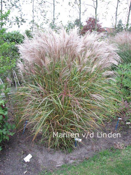 Miscanthus sinensis 'Flamingo'