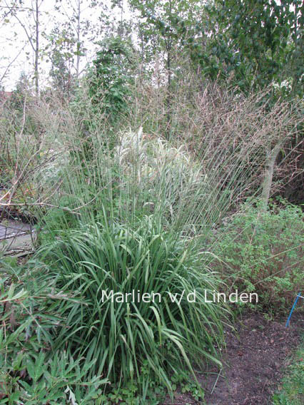 Molinia arundinacea 'Skyracer'