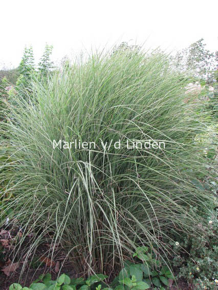 Miscanthus sinensis 'Morning Light'