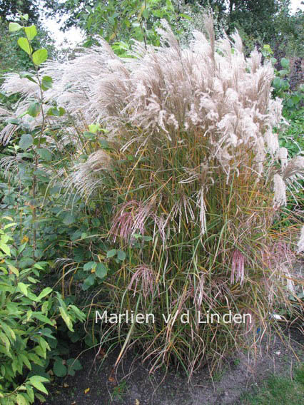 Miscanthus sinensis 'Kleine Fontaene'