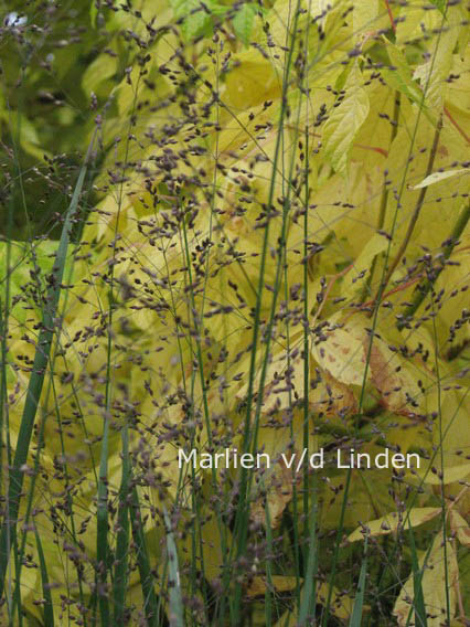 Panicum virgatum 'Heavy Metal'