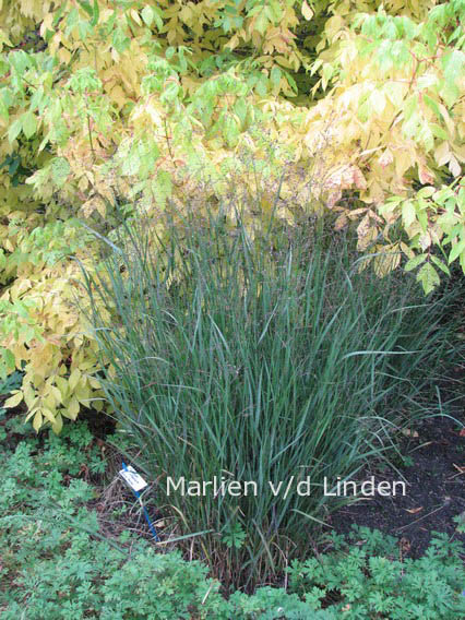 Panicum virgatum 'Heavy Metal'