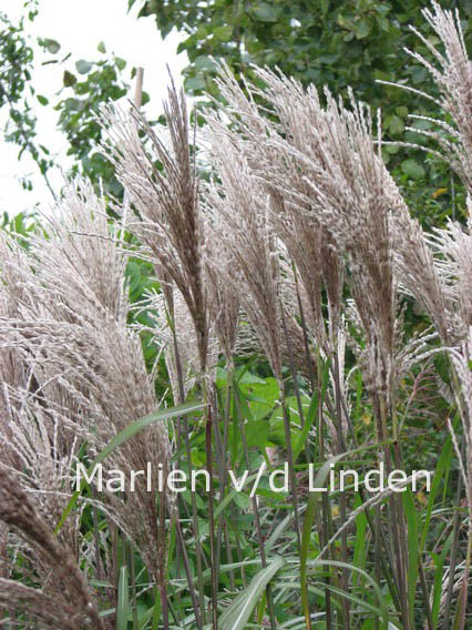 Miscanthus sinensis 'Malepartus'