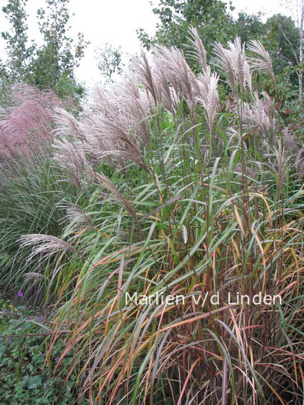 Miscanthus sinensis 'Malepartus'