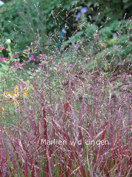 Panicum virgatum 'Shenandoah'