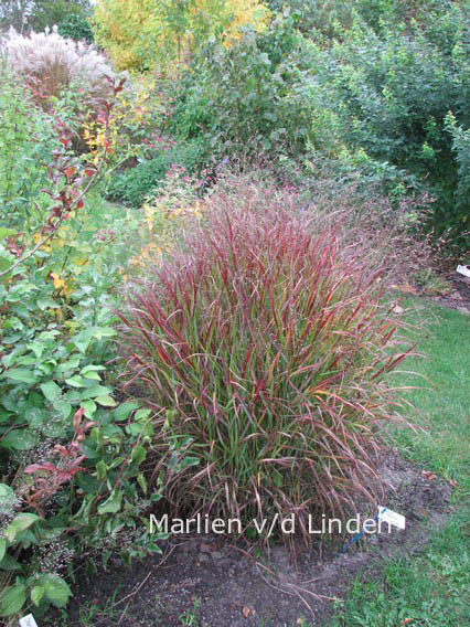 Panicum virgatum 'Shenandoah'