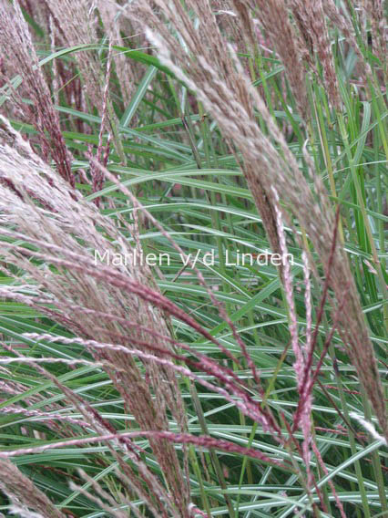 Miscanthus sinensis 'Kleine Silberspinne'