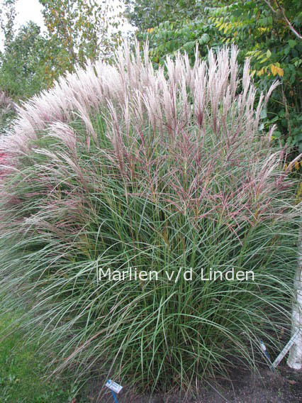 Miscanthus sinensis 'Kleine Silberspinne'