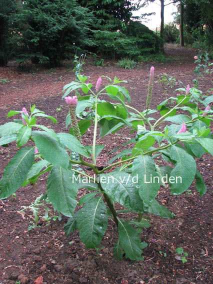 Phytolacca americana