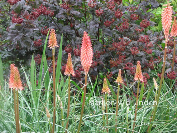 Kniphofia uvaria