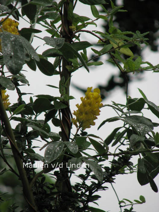 Argyrocytisus battandieri