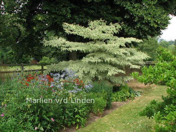 Cornus controversa 'Variegata'