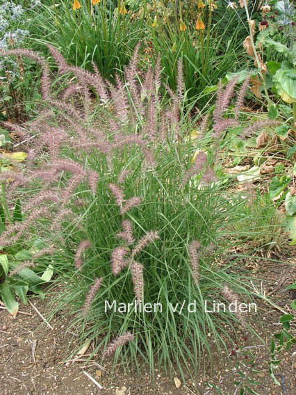 Pennisetum orientale 'Karley Rose'