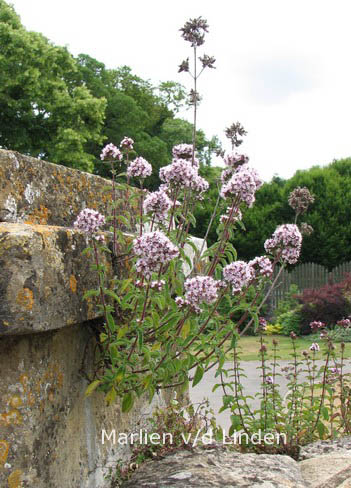 Origanum vulgare