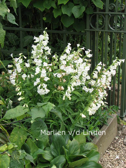 Penstemon 'White Bedder'