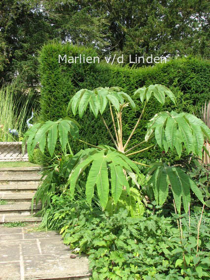 Tetrapanax papyrifer