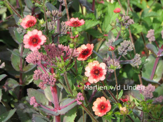 Potentilla nepalensis 'Miss Willmott'