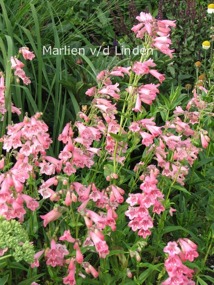 Penstemon 'Hidcote Pink'