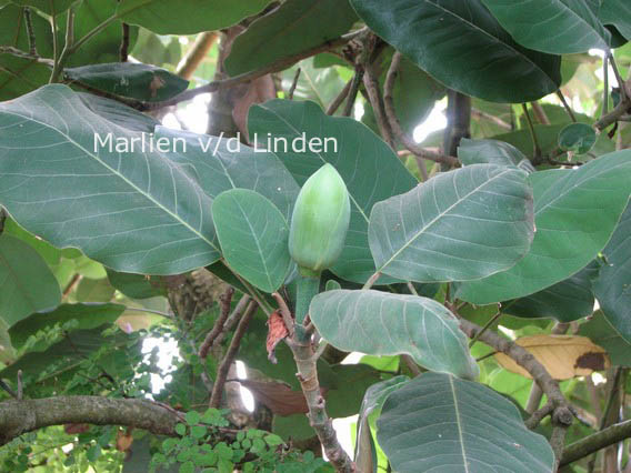 Magnolia delavayi