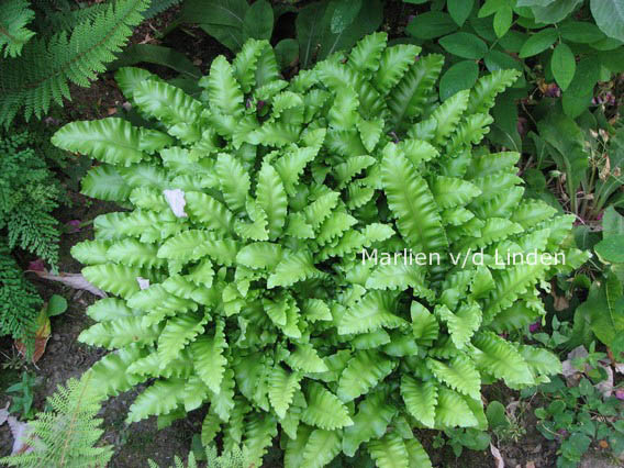 Asplenium scolopendrium 'Cristatum'