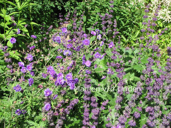 Salvia verticillata 'Purple Rain'