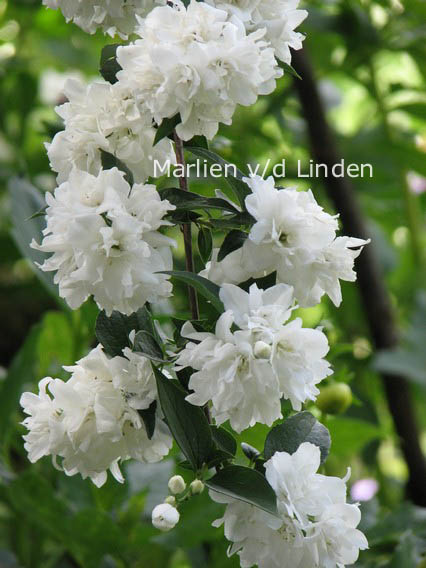 Philadelphus 'Virginal'