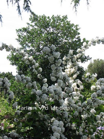 Philadelphus 'Virginal'