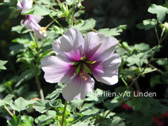 Lavatera maritima