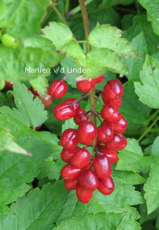 Actaea rubra