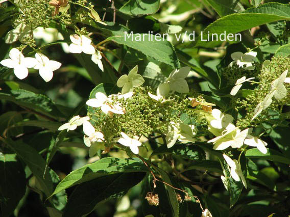 Hydrangea heteromalla