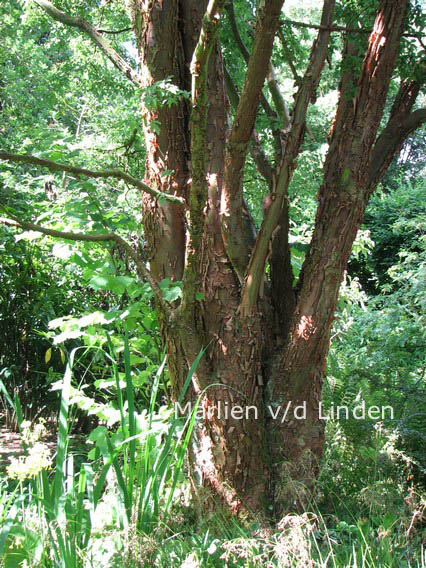 Acer griseum