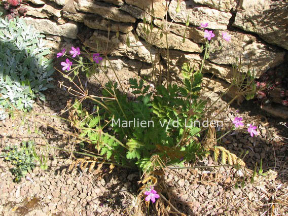 Erodium manescavii