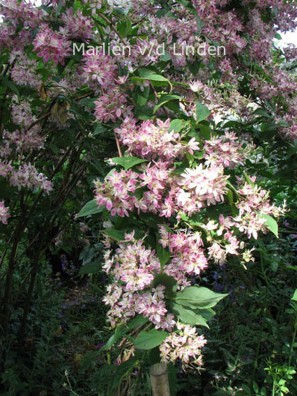 Deutzia hybrida 'Strawberry Fields'