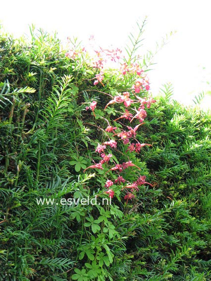 Tropaeolum speciosum