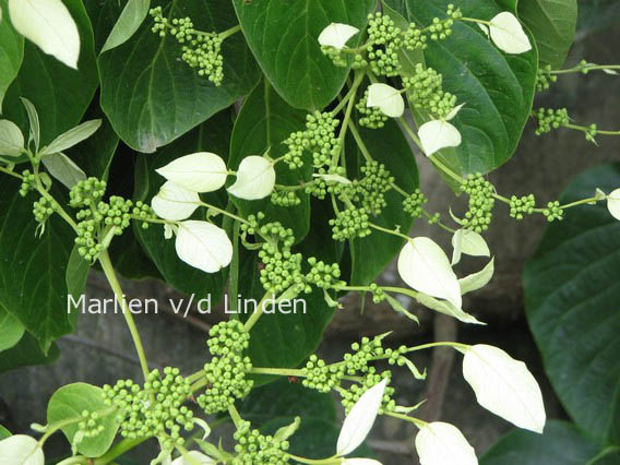 Schizophragma integrifolium