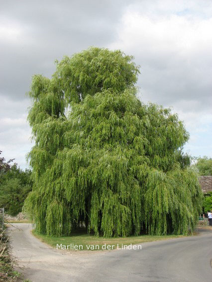 Salix sepulcralis 'Chrysocoma'