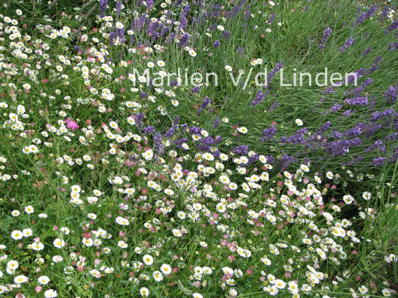 Erigeron karvinskianus