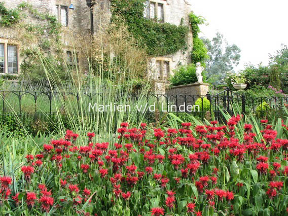 Monarda 'Squaw'