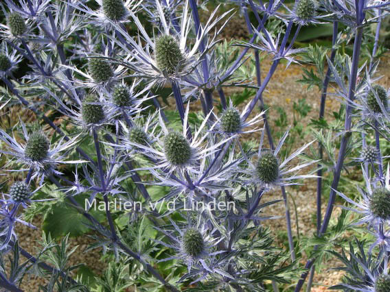 Eryngium planum