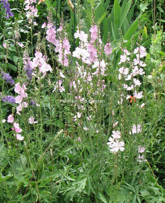 Sidalcea 'Elsie Heugh'