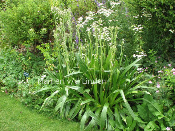 Eryngium agavifolium