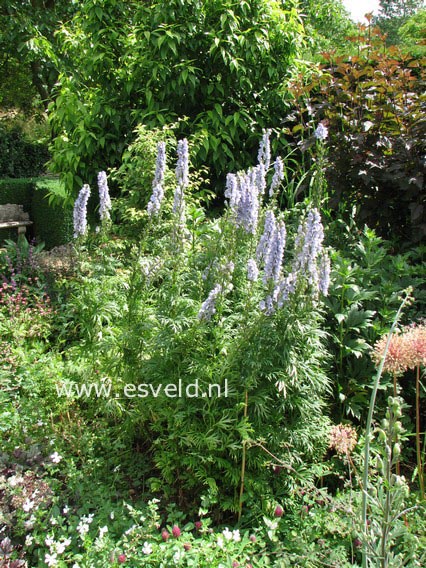 Aconitum 'Stainless Steel'