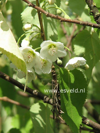 Hoheria lyallii