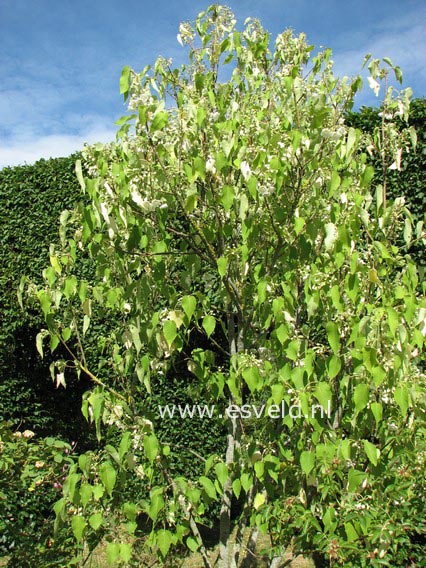 Hoheria lyallii